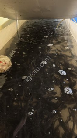 Малек африканского сома