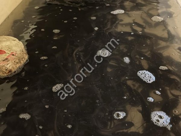 Малек африканского сома