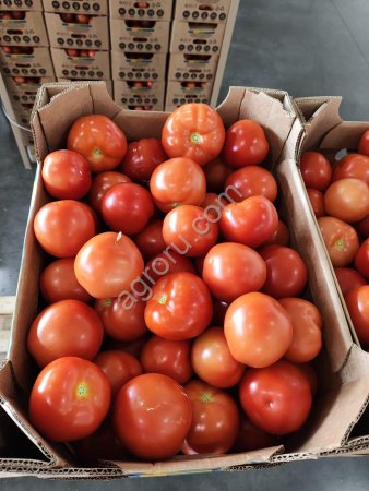 Томат среднеплодный круглый красный