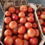 Томат среднеплодный круглый красный