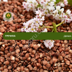 Семена гречихи Диана