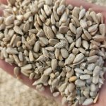 Ядро подсолнечника