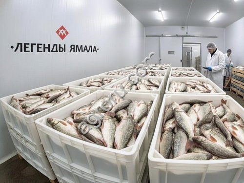 Рыба свежемороженая оптом