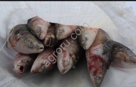 Рыба свежемороженая оптом