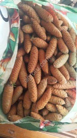 Шишки еловые семенные 5 тонн