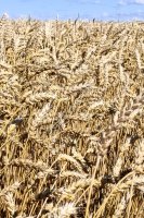 Семена пшеницы