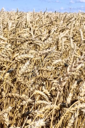 Семена пшеницы