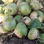 Редька Маргеланская