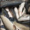 рыбодобывающее и перерабатывающее предприятие