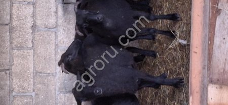 Овечки на любые мероприятие упитанные