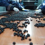 Очистка быстрозамороженных ягод