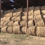 Солома в тюках и рулонах