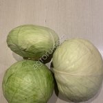 Капуста белокочанная Агрессор