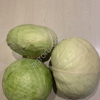 Капуста белокочанная Агрессор