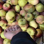 Яблоко Жигулевское