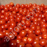 Томат тепличный круглый