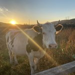 Крупный рогатый скот