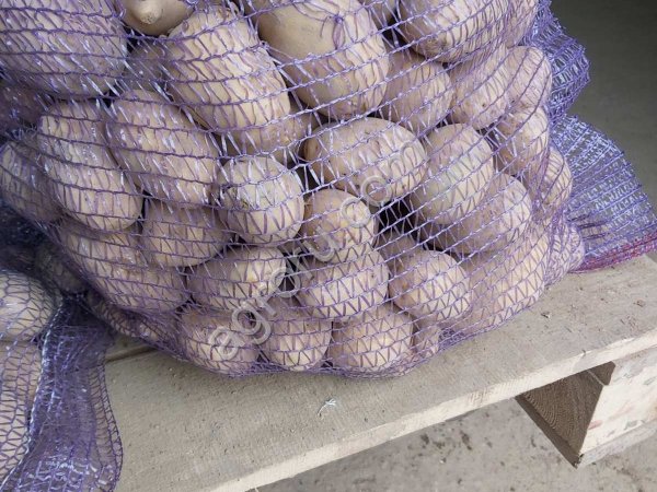 Картофель продовольственный