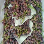 Свежая Виноград