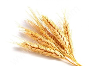 Микроудобрение для Пшеницы в хелатной форме с аминокислотами Оптим-МИКС