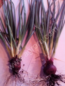 Лук-шалот семейный Золотинка и кудымкарский