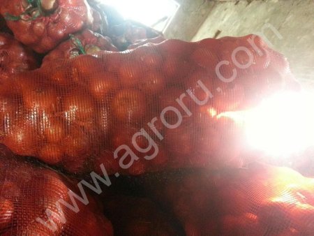 Лук сорт Боско