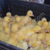 подрощенных гусят