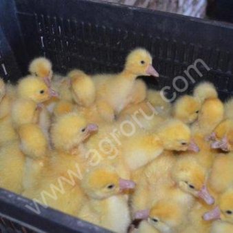 подрощенных гусят