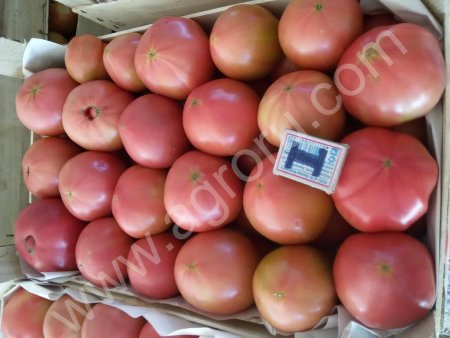 Помидор Розовый от производителя на Кубани