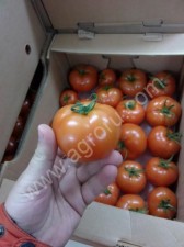 Томаты оптом