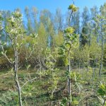 Саженцы рябины.