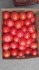 помидоры (махитос, панда роза, пинк клер)