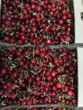 Черешня различных сортов оптом от производителя