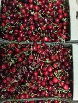Черешня различных сортов оптом от производителя