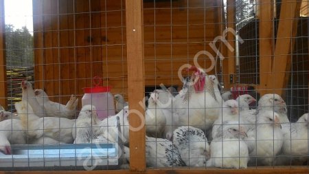 Куры молодки Доминант Суссекс