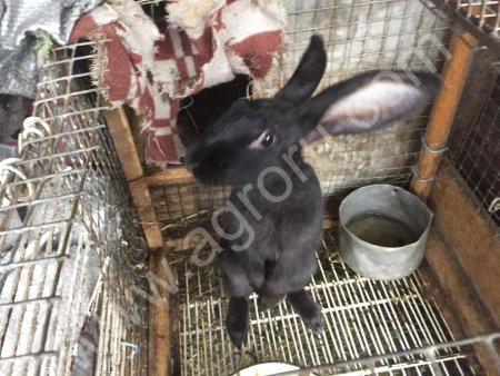 кроликов великан порода и французский баран