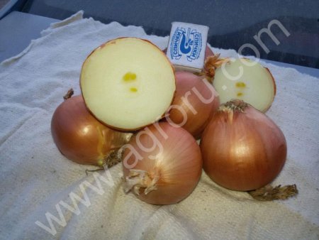 лук репчатый (урожай 2015г. и 2016г тоже)