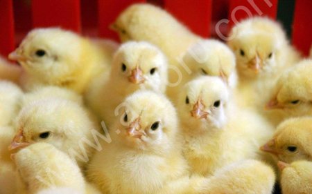 Цыплята бройлер кооб 500, хайсекс, доминант