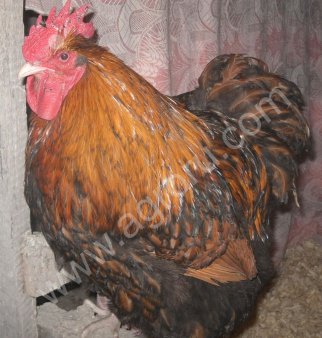 петухи Орпингтон