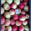 Яблоки 65+ оптом от производителя от 20 тонн