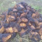 березовая чага на экспорт