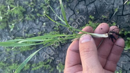 Полба(двузернянка)