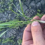 Полба(двузернянка)