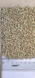 Чечевица сорт Даная