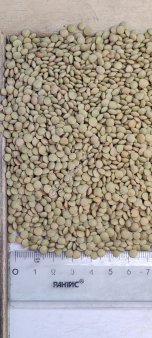 Чечевица сорт Даная