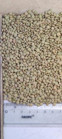 Чечевица сорт Даная