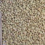 Чечевица сорт Даная