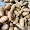 Картофель свежий урожай
