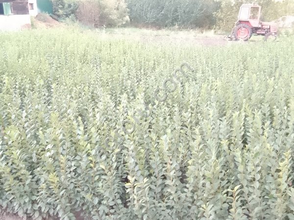 саженцы кизильника