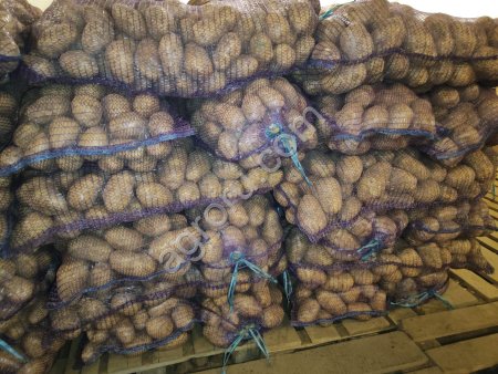 КАРТОФЕЛЬ ПРОДОВОЛЬСТВЕННЫЙ